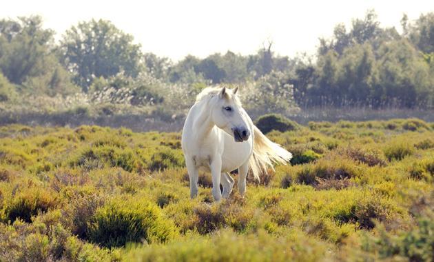 Weiße Pferde, die frei herumlaufen!