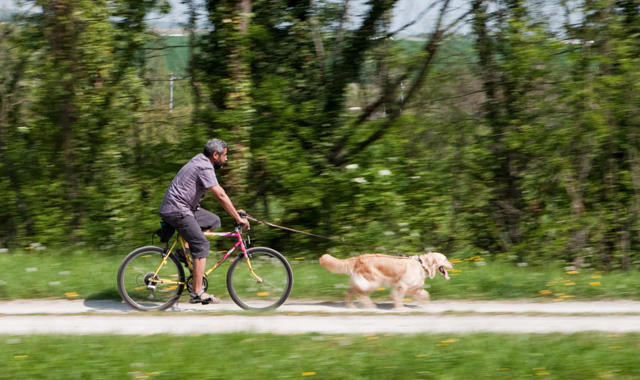 Fahrrad fahren mit dem Hund